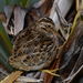 Chatham Islands Snipe - Photo (c) Warren Chinn, some rights reserved (CC BY-NC), uploaded by Warren Chinn