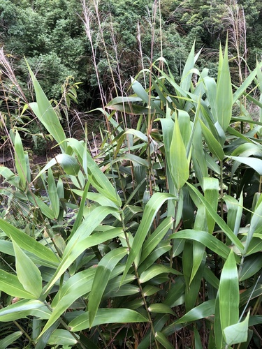 Thysanolaena latifolia