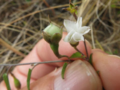 Convolvulus waitaha