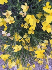 Psilostrophe cooperi