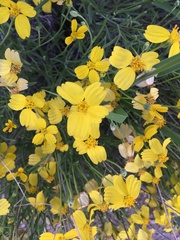 Psilostrophe cooperi