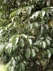 Cinnamomum micranthum
