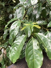 Cinnamomum micranthum