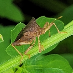 Anasa scorbutica