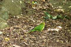 Cyanoramphus forbesi