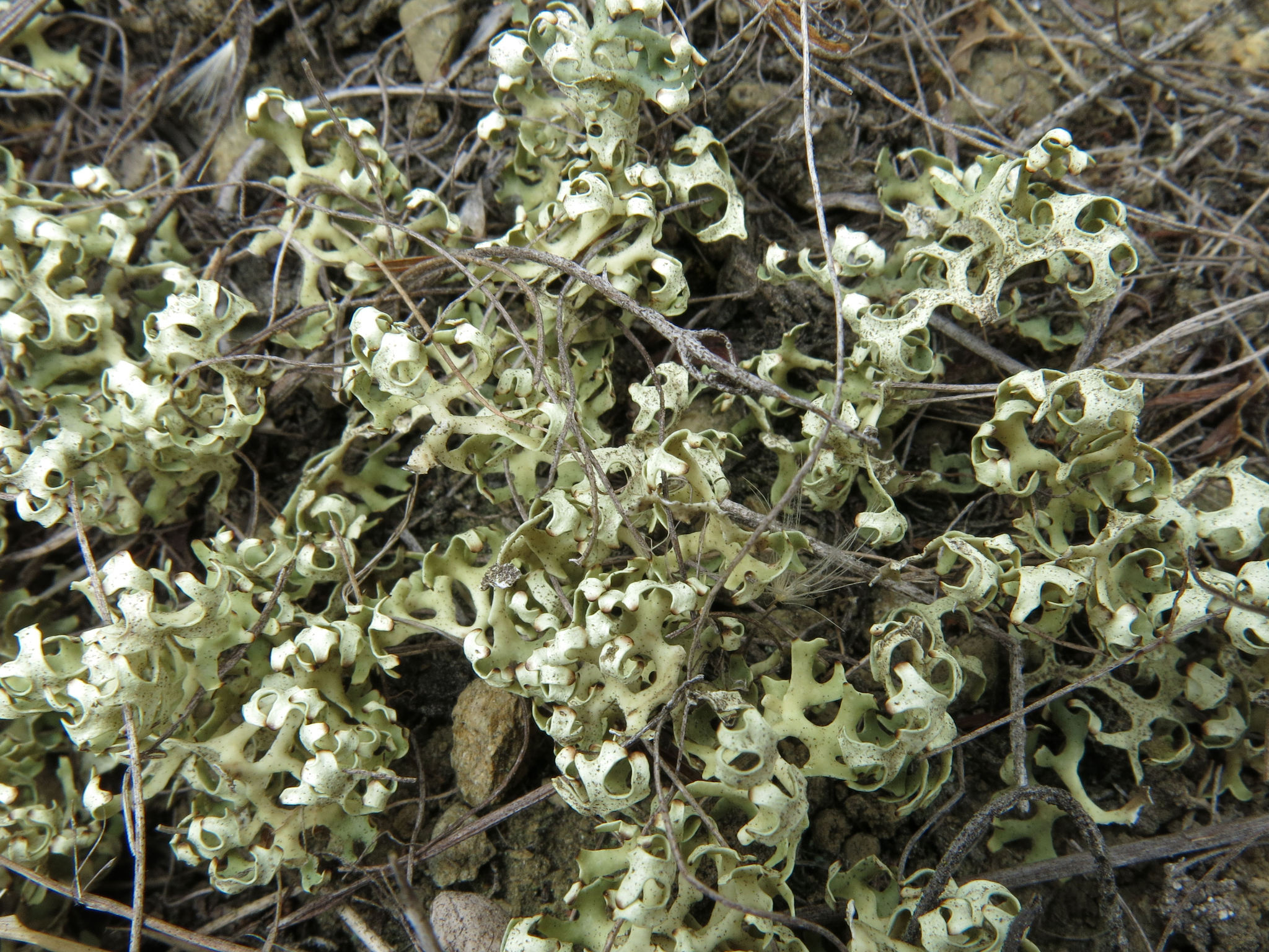 Xanthoparmelia semiviridis image