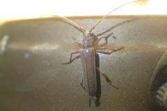 Aneflomorpha lineare