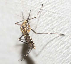 Aedes zoosophus
