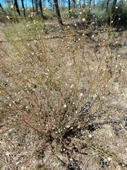 Pycnocomon rutifolium