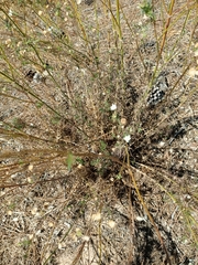 Pycnocomon rutifolium