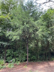 Juniperus virginiana