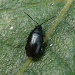 Phyllotreta cruciferae