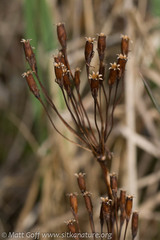 Primula pauciflora pauciflora