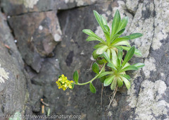 Draba grandis