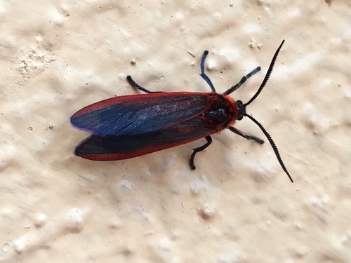 Phaudidae