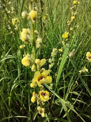 Verbascum chaixii