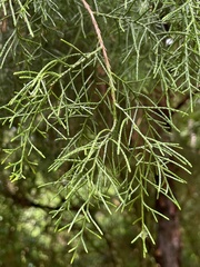 Juniperus virginiana