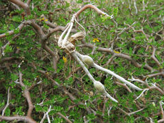 Sophora prostrata