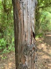 Juniperus virginiana