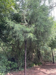 Juniperus virginiana