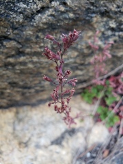 Rhodoheuchera