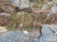 Rhodoheuchera