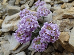 Noccaea corymbosa