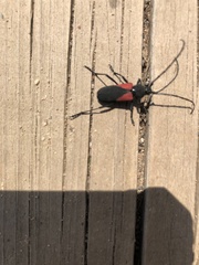 Purpuricenus humeralis