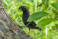 Medium Ground-Finch photo 5