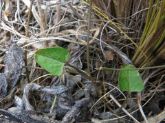 Convolvulus waitaha