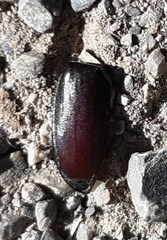 Lucanus cervus