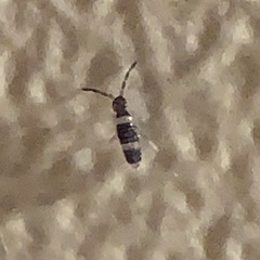 Entomobrya albocincta