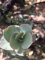 Arctostaphylos luciana