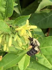 Bombus impatiens