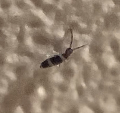 Entomobrya albocincta