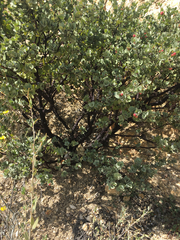 Arctostaphylos luciana