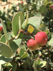 Arctostaphylos luciana