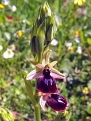 Ophrys ferrum-equinum