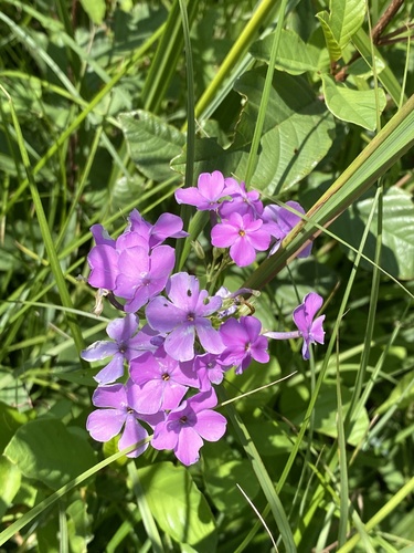 phlox glaberrima