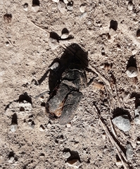 Dorcus parallelipipedus