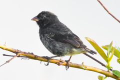 Camarhynchus parvulus