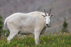 Mountain Goat photo 2