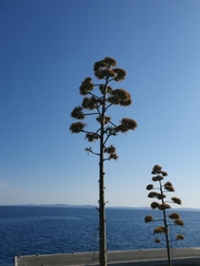 Agave americana