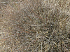 Muehlenbeckia ephedroides