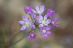 Allium drummondii