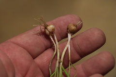 Allium drummondii