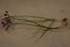 Allium drummondii