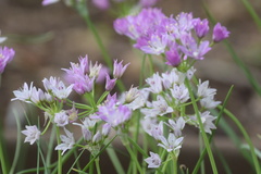 Allium drummondii