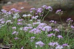 Allium drummondii