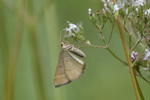 Rudasis pievasprindis nuotrauka